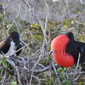  Galapagos